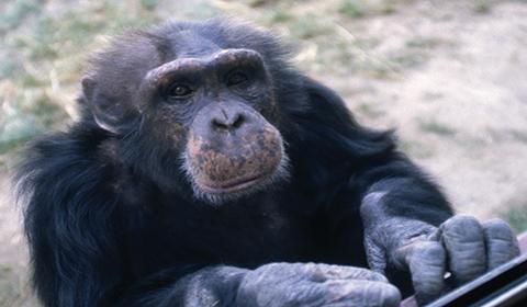 CHCI to receive or relocate chimp population