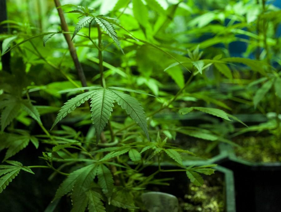 News: E-burg works on marijuana legalization