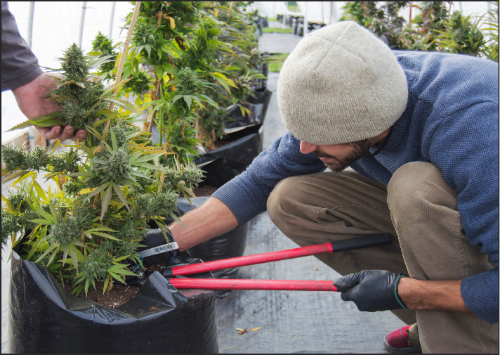 DURBAN POISON - Natural Mystic Farms employee Mark Posteraro harvesting one of the farms many plants. 