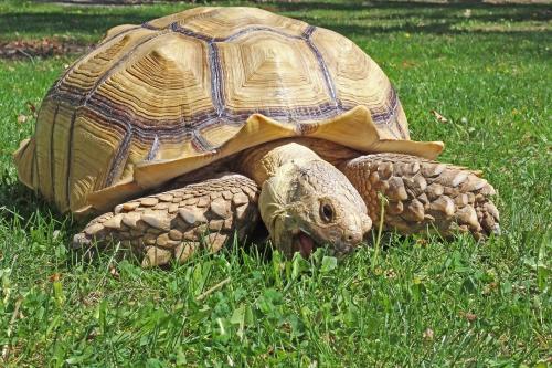 Centrals tortoise meets thousands of students a year