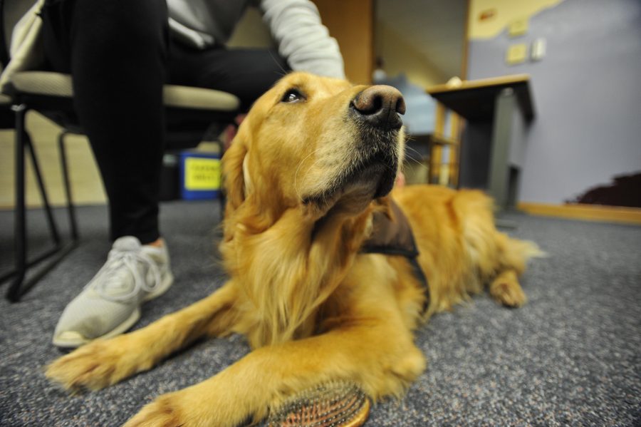 Service dogs serve in a variety of roles for students with disabilities, much like the dogs brought in for Paws and Relax.