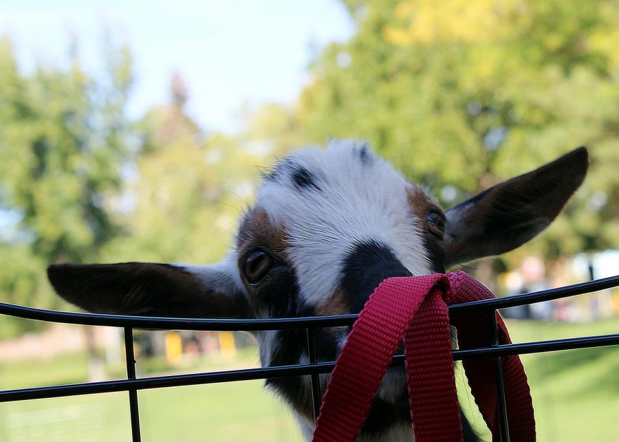 One of the many cute goats who participated in yoga.