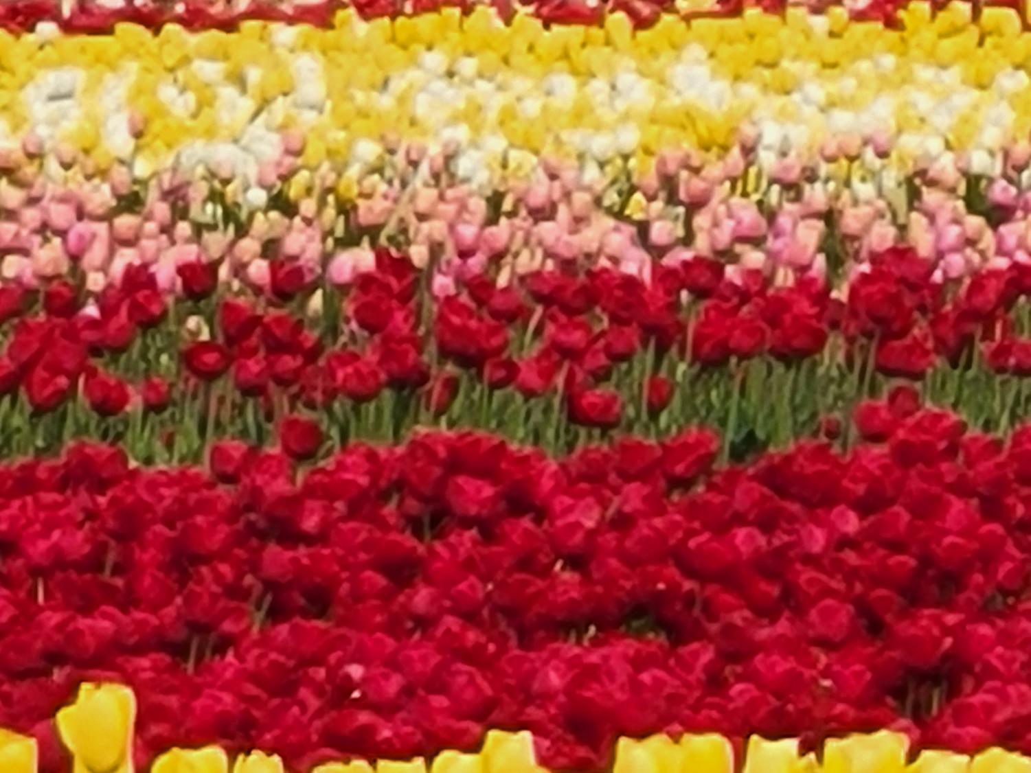 Too+late+for+tulips%3F+A+taste+of+Washingtons+tulip+festival