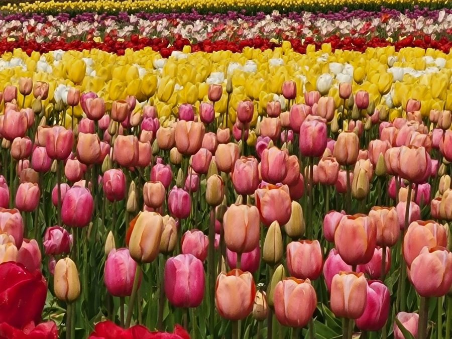 Too late for tulips? A taste of Washington's tulip festival