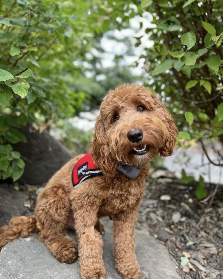 Beacon the therapy dog. Photo courtesy of @beacon_therapydog Instagram