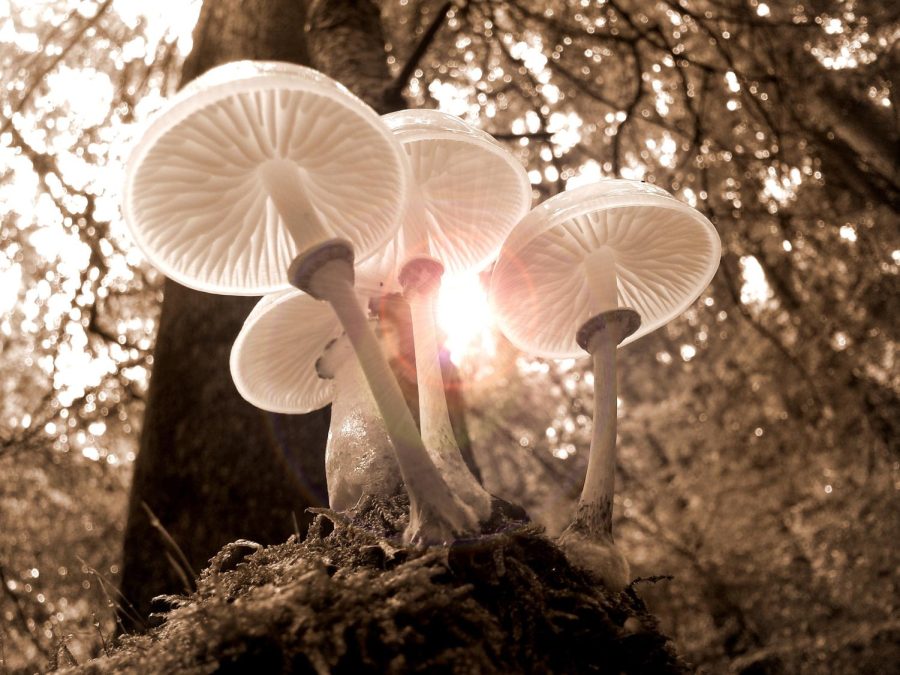 Mushrooms have been used by countless cultures to inspire visions.