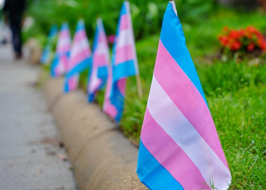 Trans+pride+flags+lining+a+pathway.+Photo+courtesy+of+Flickr
